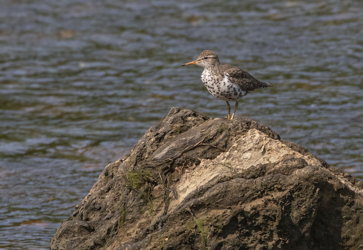 Spotted Sandpiper - Keith Watson