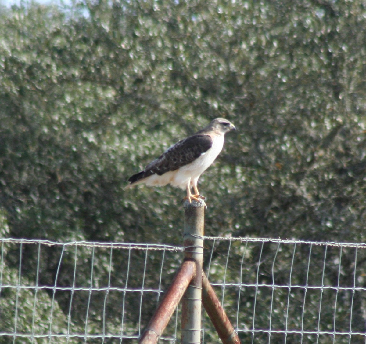 Red-tailed Hawk - ML45132601