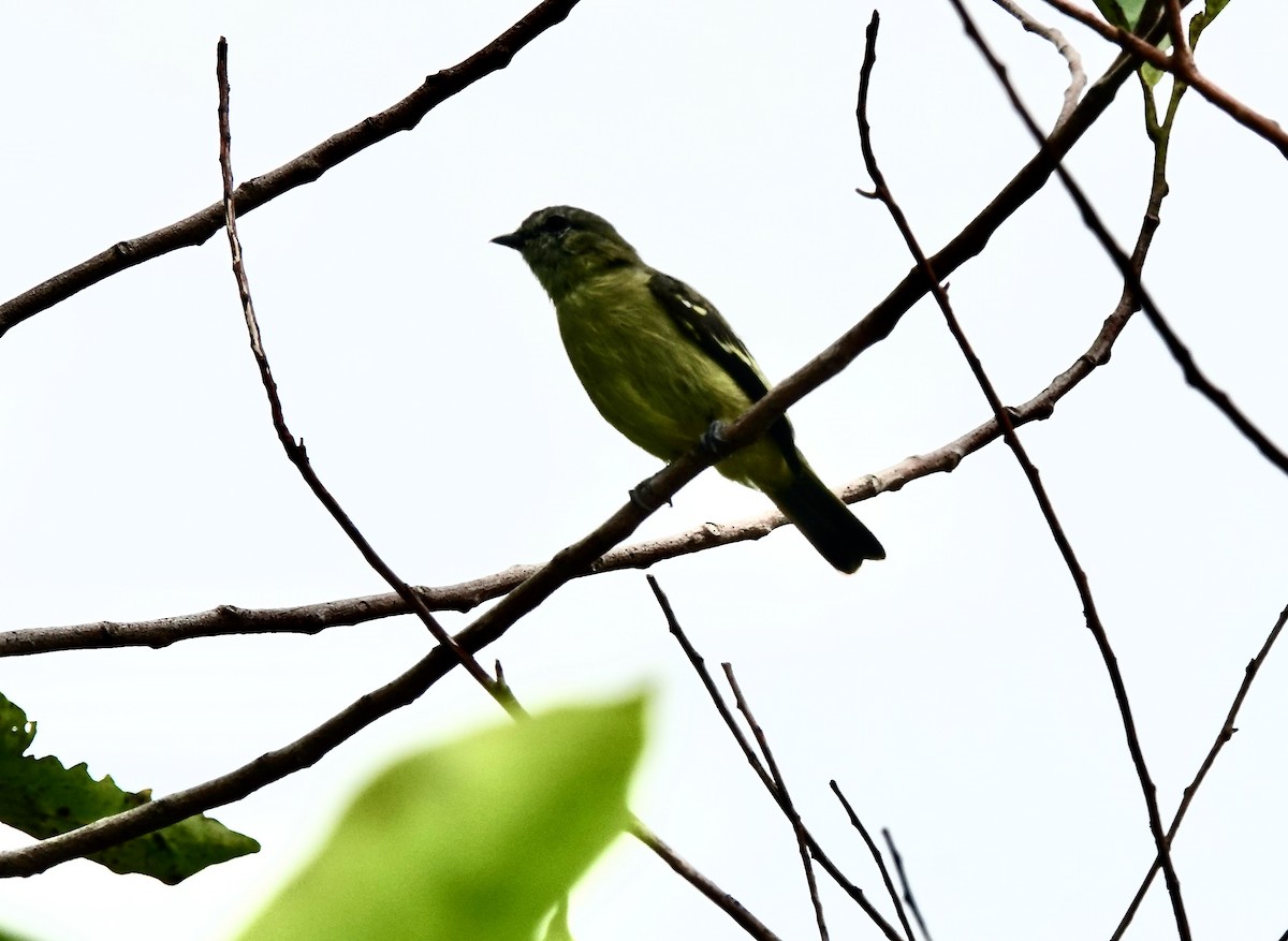 Yellow-crowned Tyrannulet - ML451326131