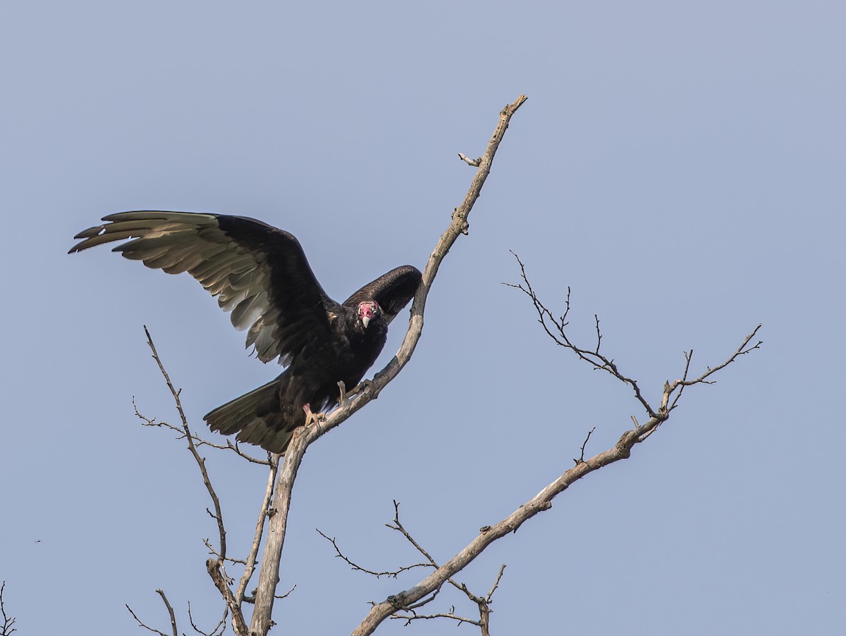 Turkey Vulture - ML451326251