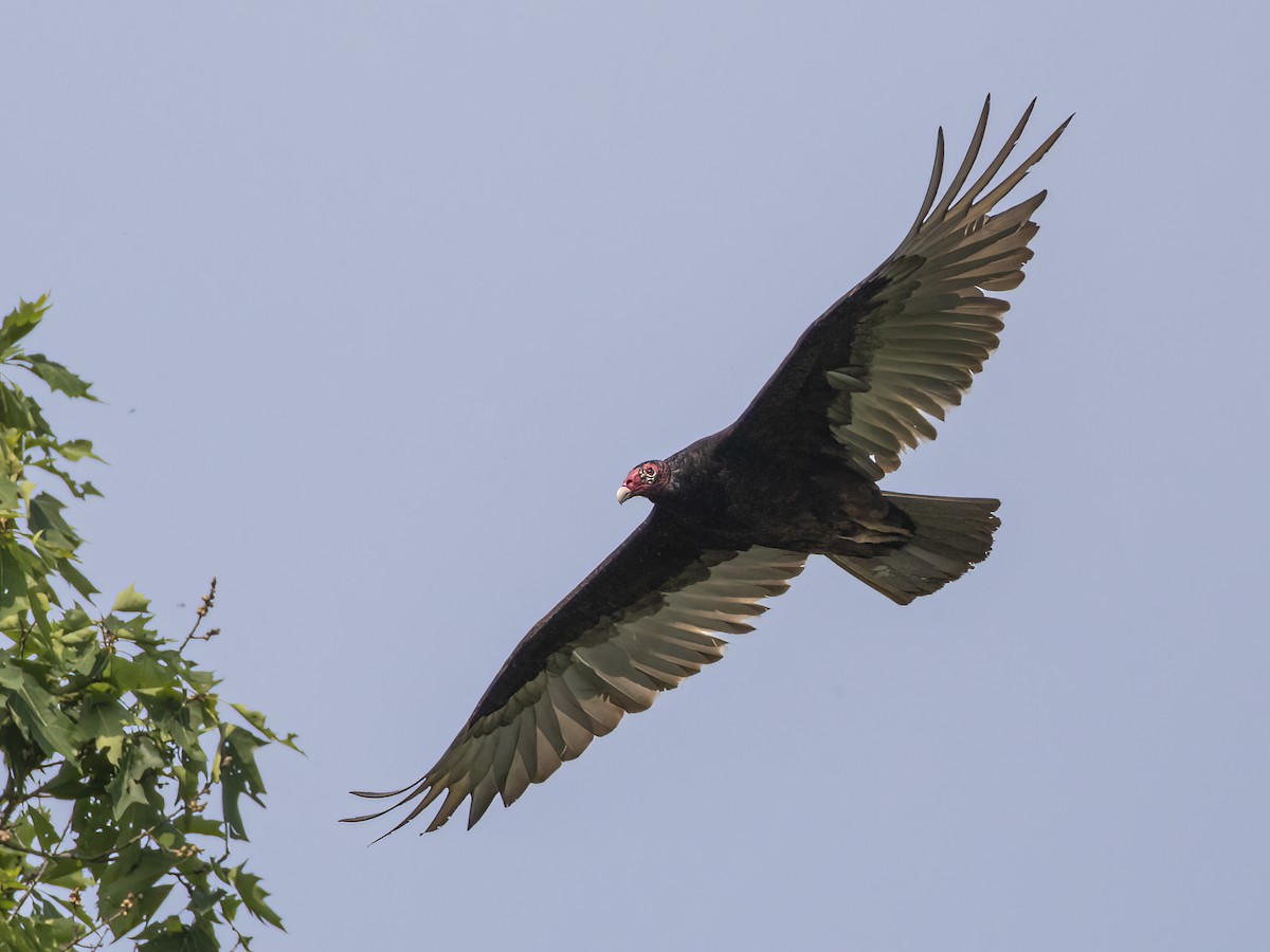 Turkey Vulture - ML451326271