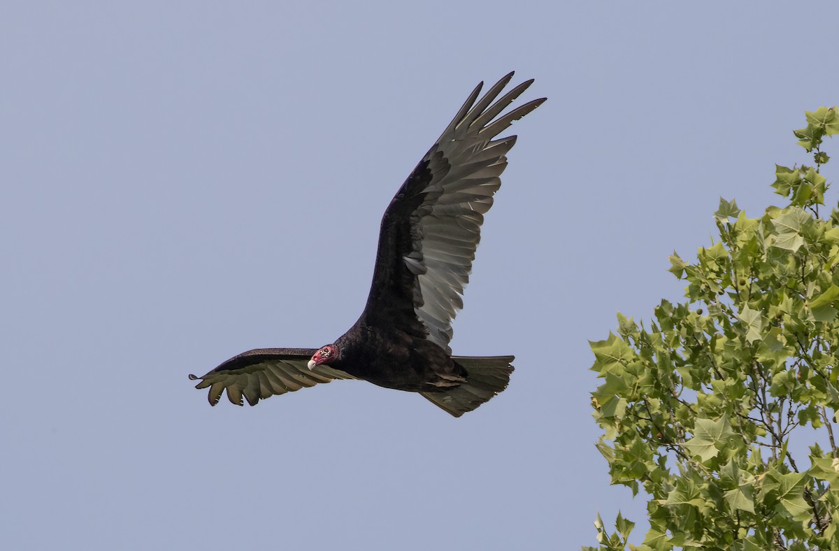 Turkey Vulture - ML451326281