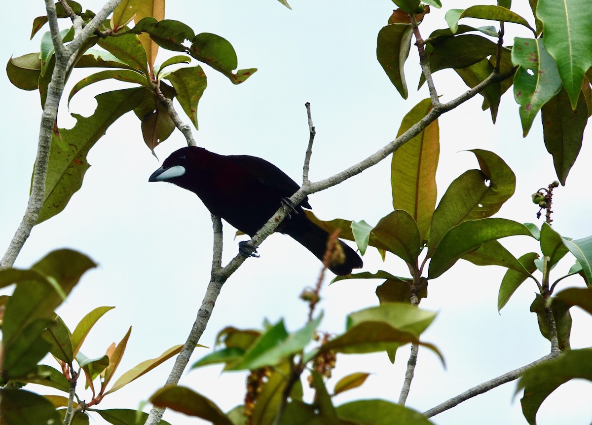 Silver-beaked Tanager - ML451326471