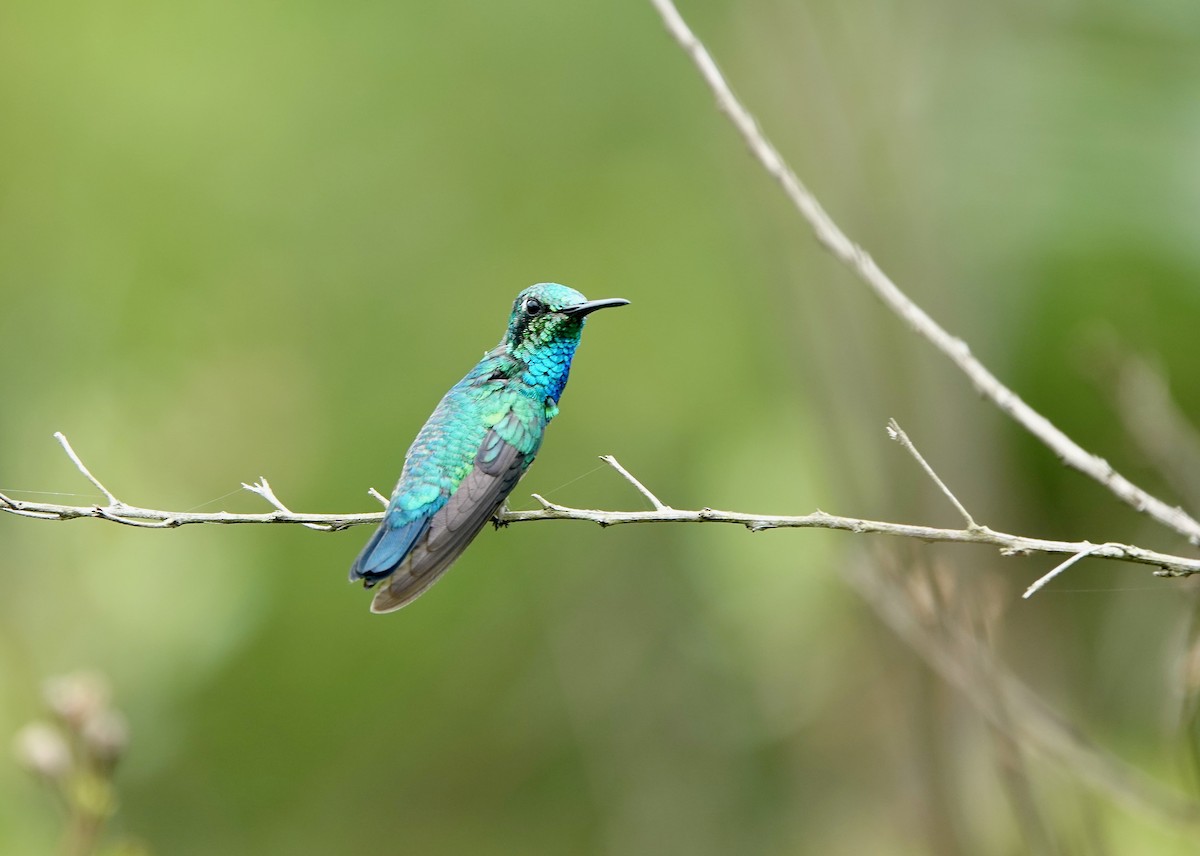 Glittering-throated Emerald - ML451327751