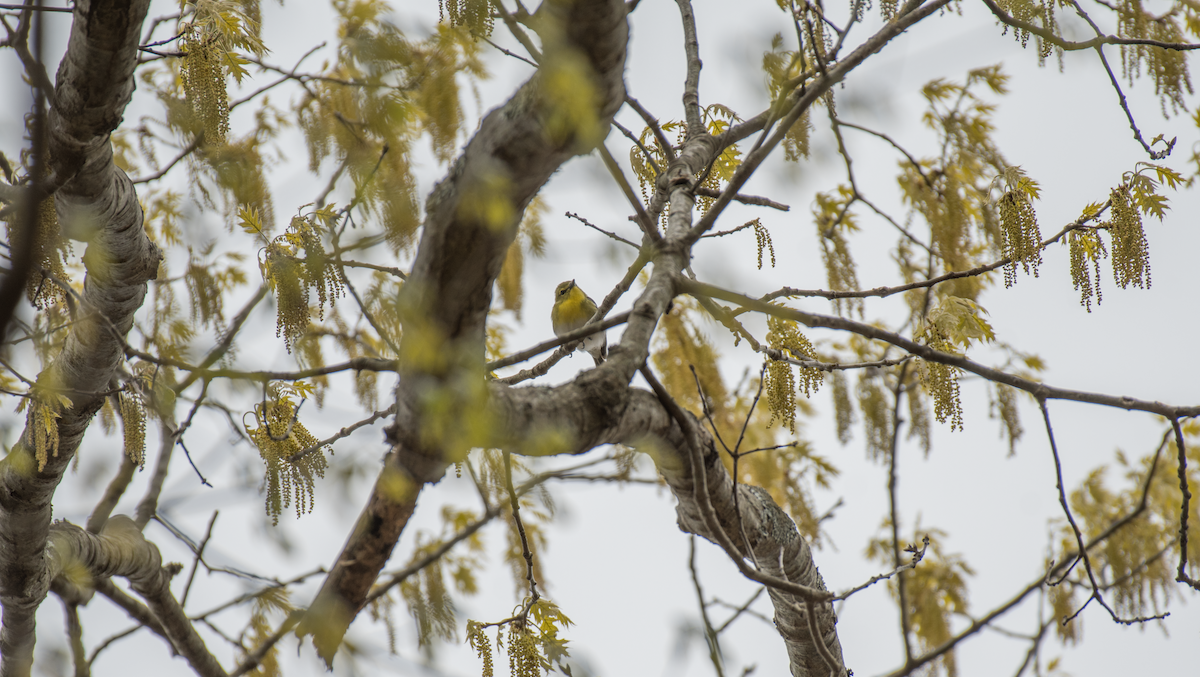 Yellow-throated Vireo - Dave DeSarno