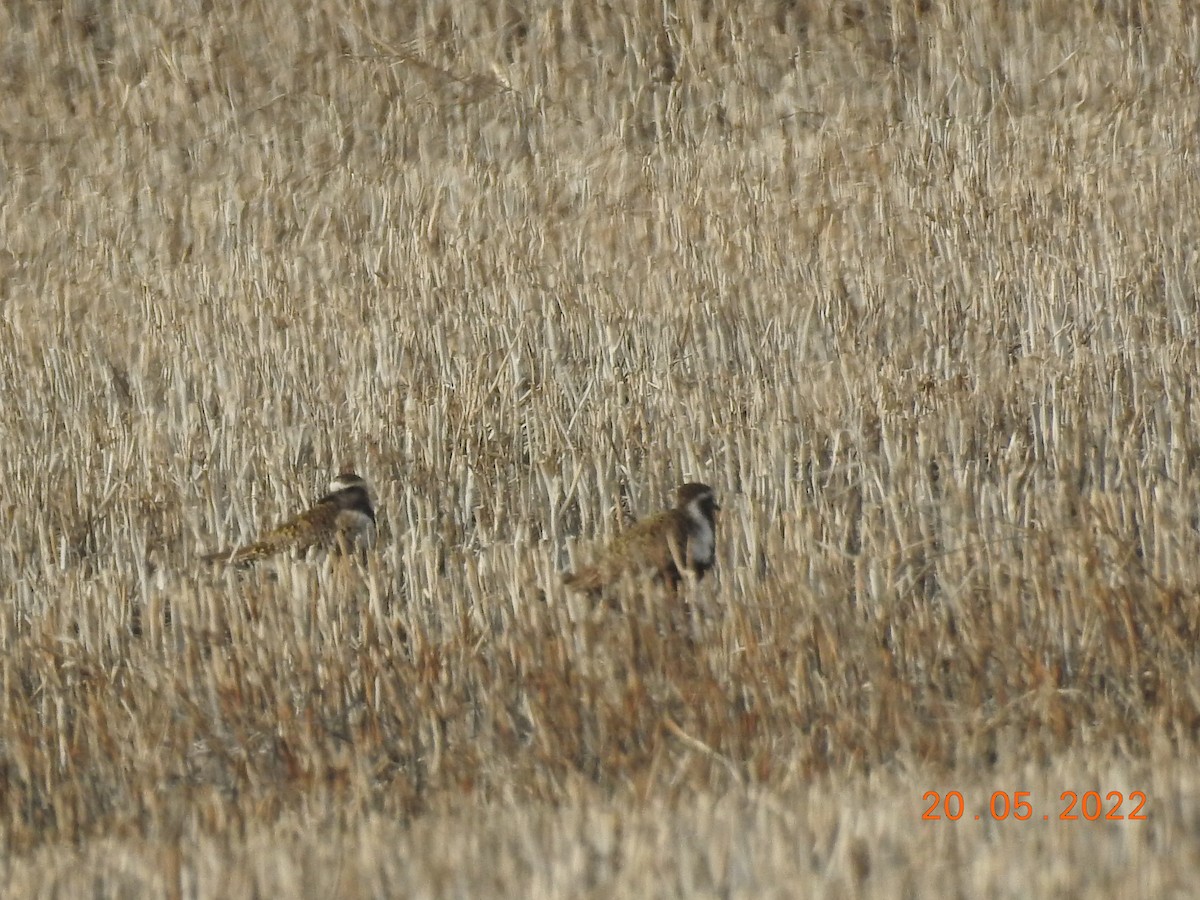 American Golden-Plover - ML451330541