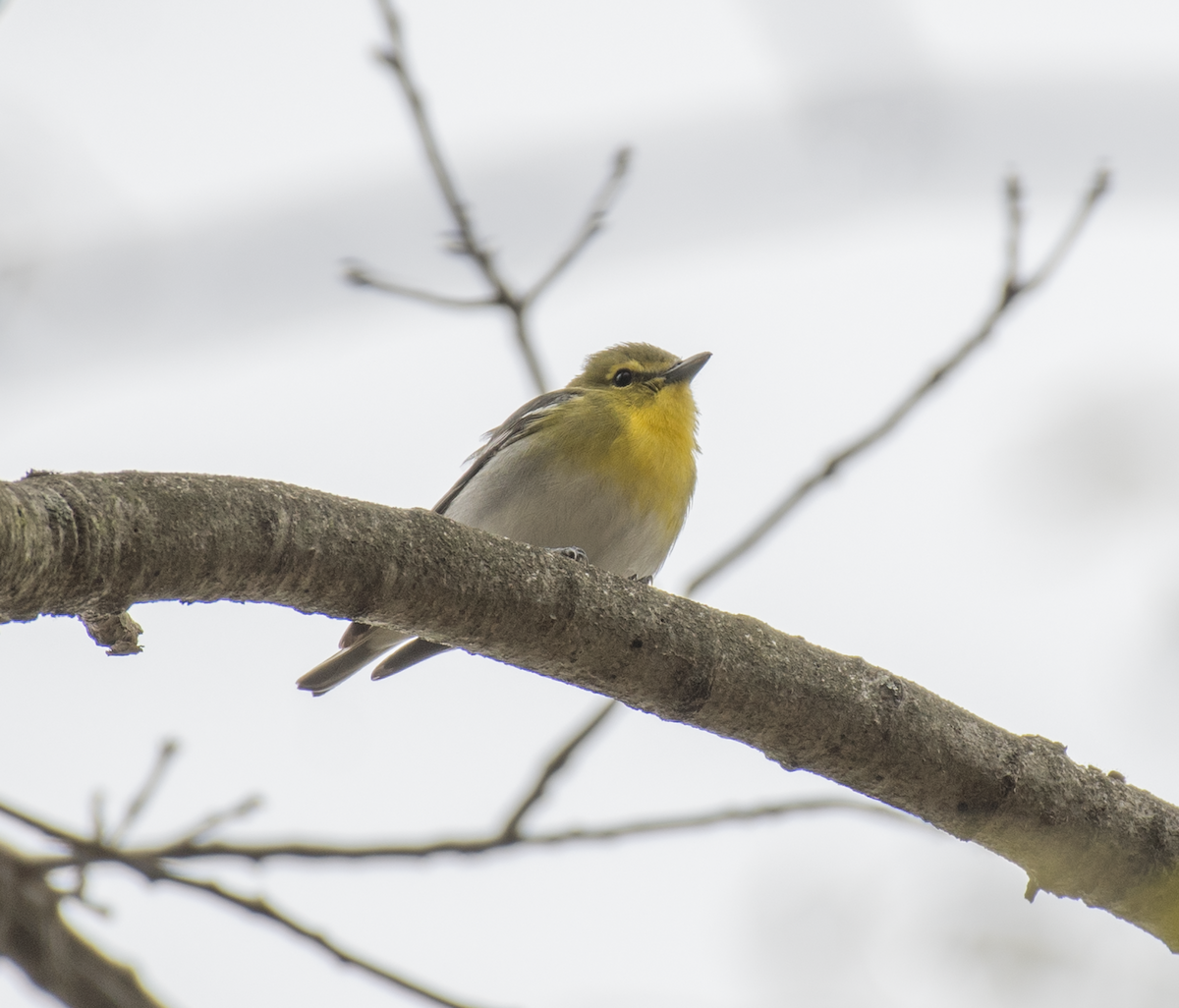 Yellow-throated Vireo - ML451330671