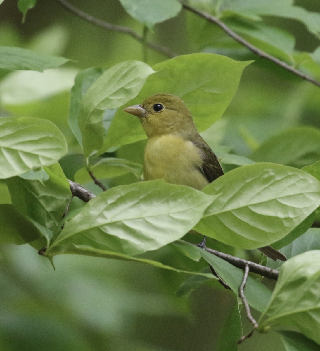 Piranga Escarlata - ML451330881