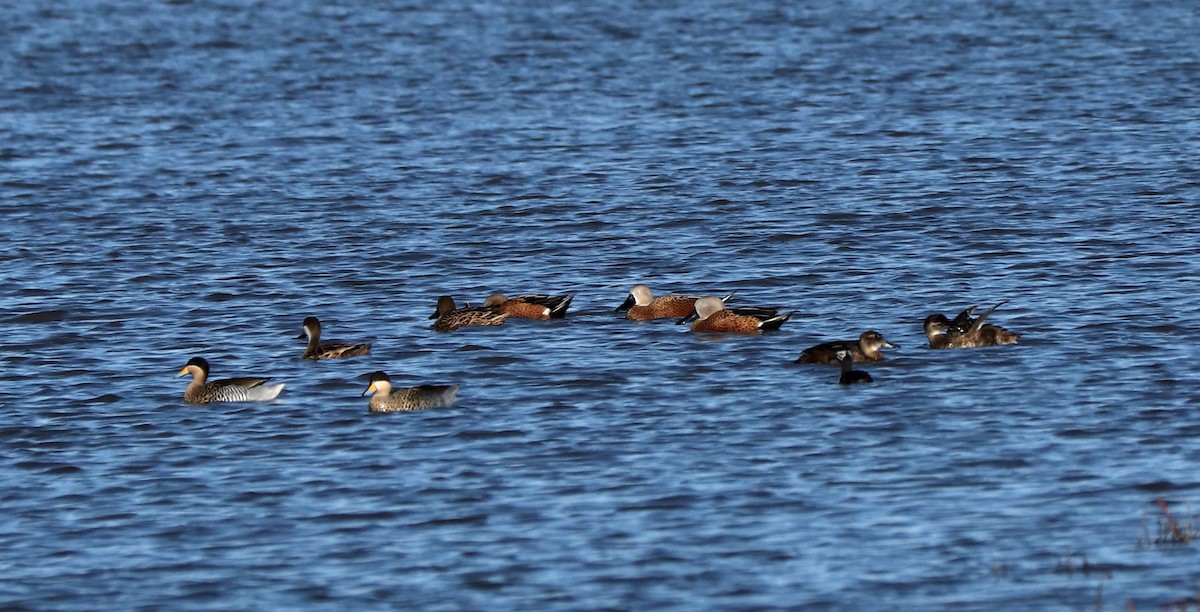 Red Shoveler - ML451330971