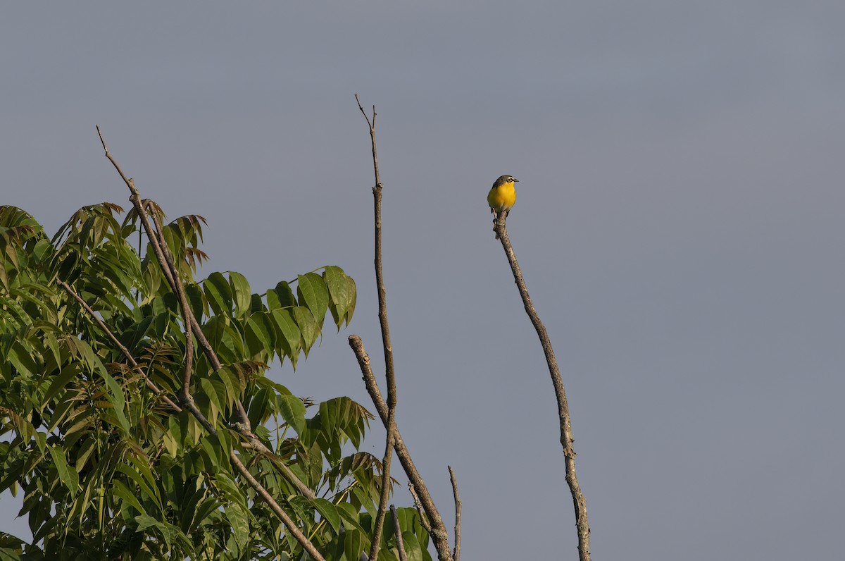 Yellow-breasted Chat - Keith Watson