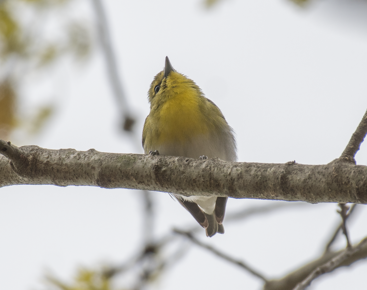 Yellow-throated Vireo - Dave DeSarno