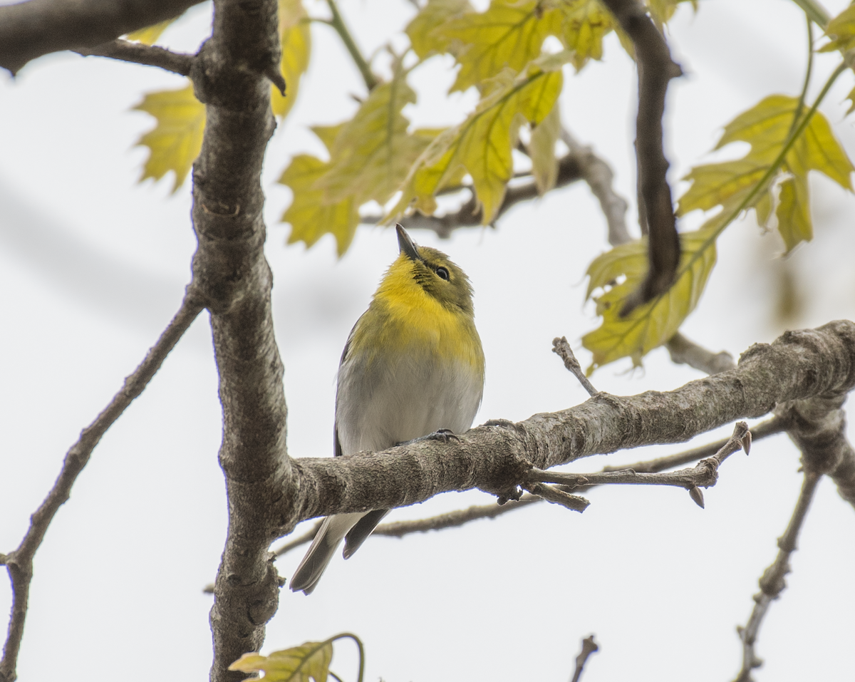 Yellow-throated Vireo - ML451332341