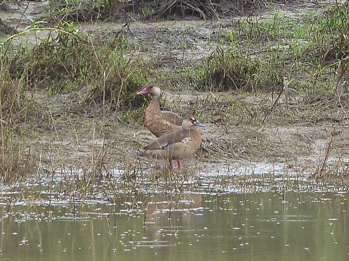 Canard amazonette - ML451333681