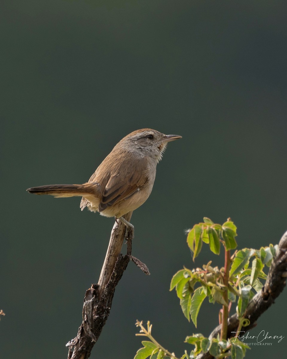 Pale-tailed Canastero (Pale-tailed) - ML451335071