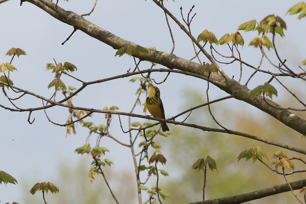 Canada Warbler - ML451335301