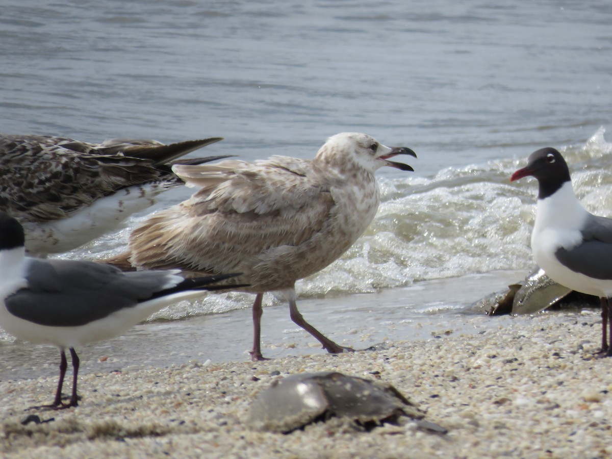 Herring Gull - ML451336731