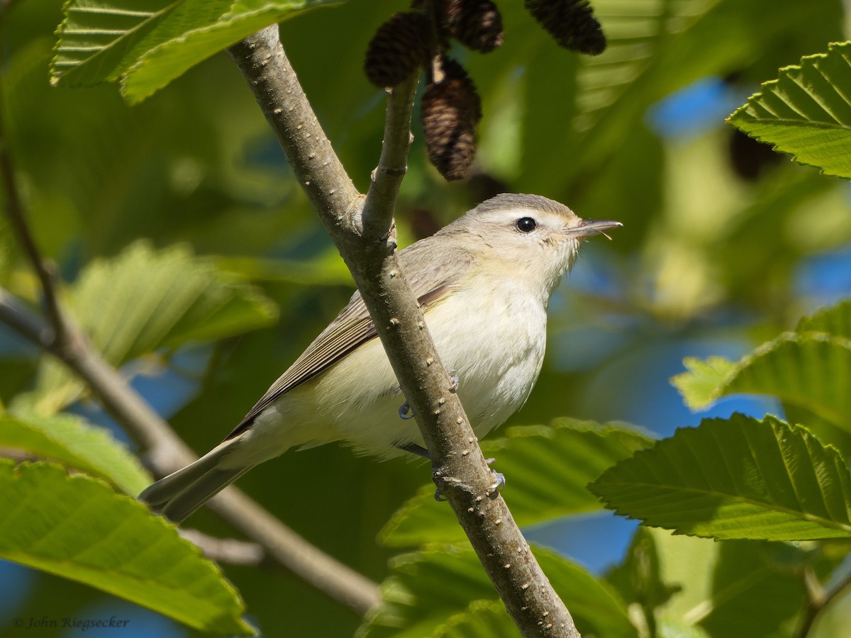 Warbling Vireo - ML451336931
