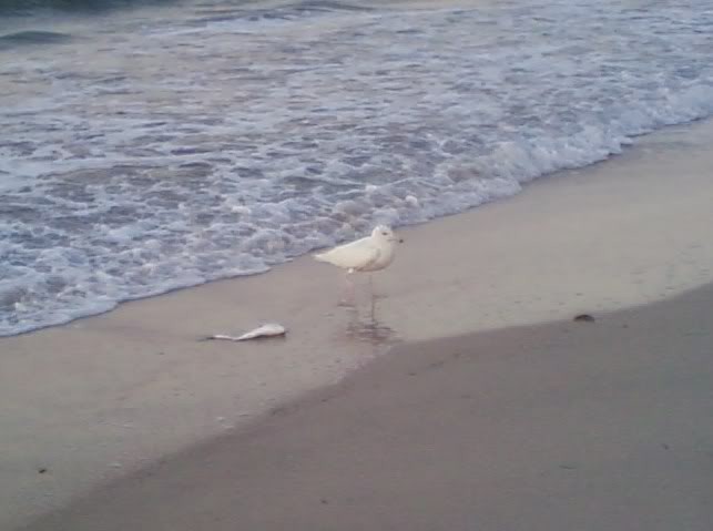 Glaucous Gull - ML451337481