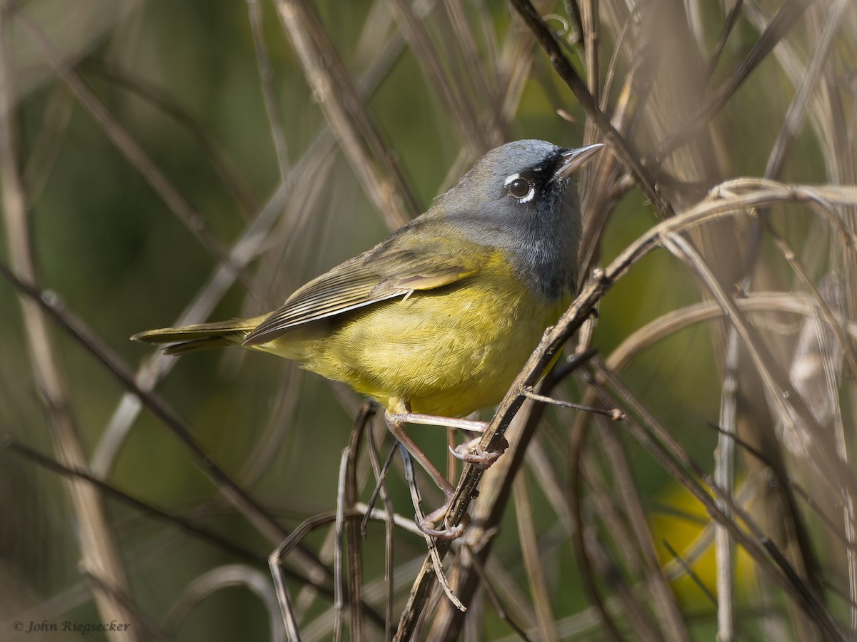 MacGillivray's Warbler - ML451337571