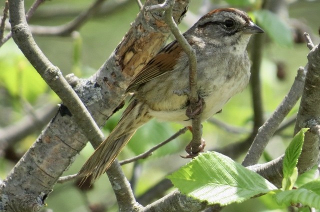 Swamp Sparrow - ML451338011