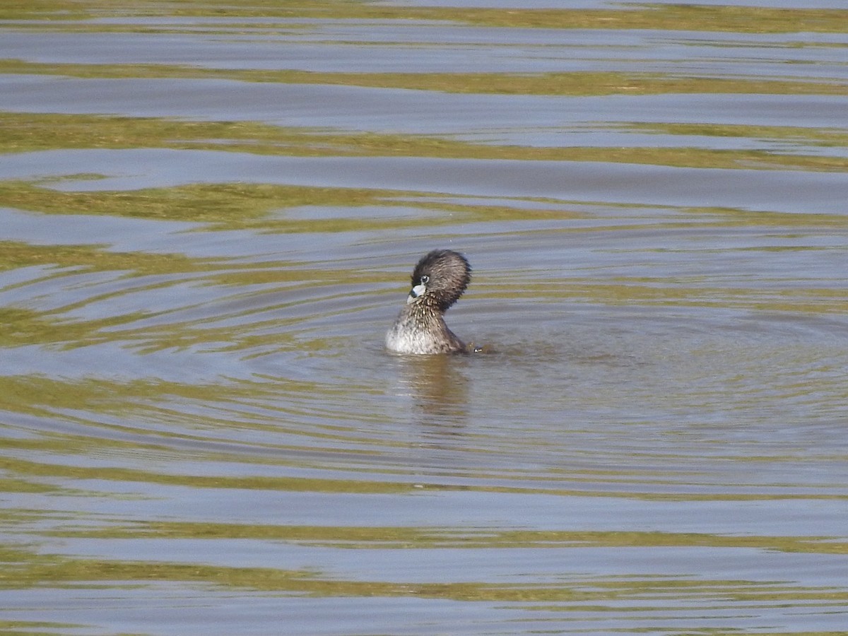 Pied-billed Grebe - Bill Hooker