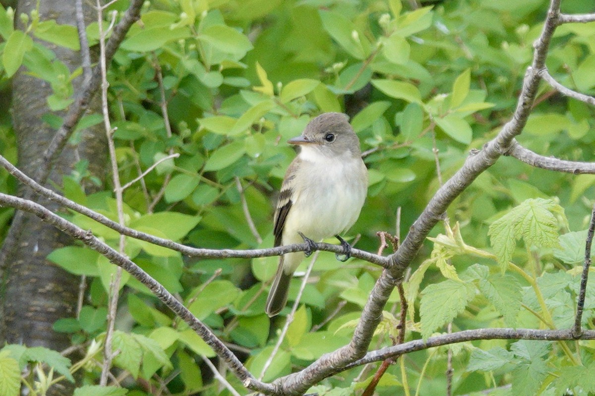 Alder Flycatcher - ML451338441