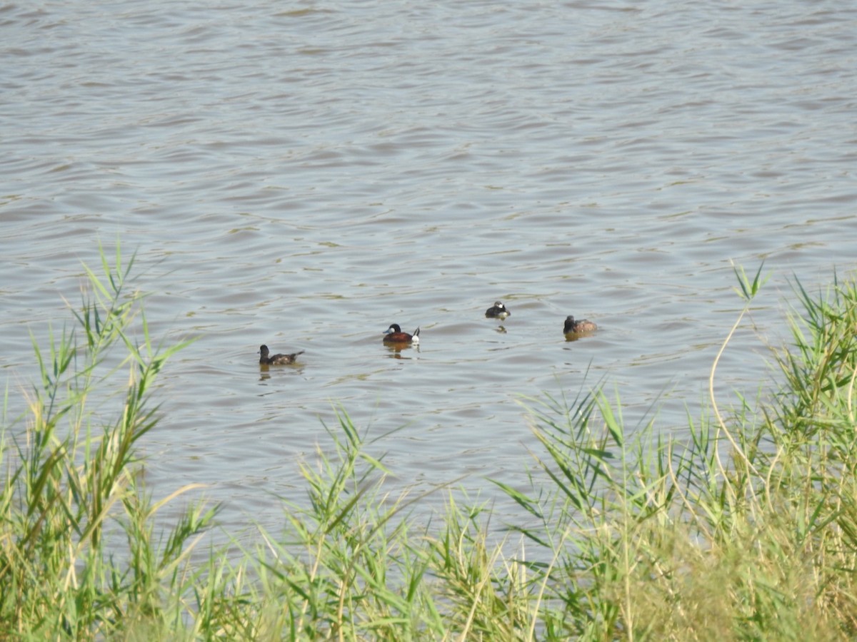 Ruddy Duck - Bill Hooker