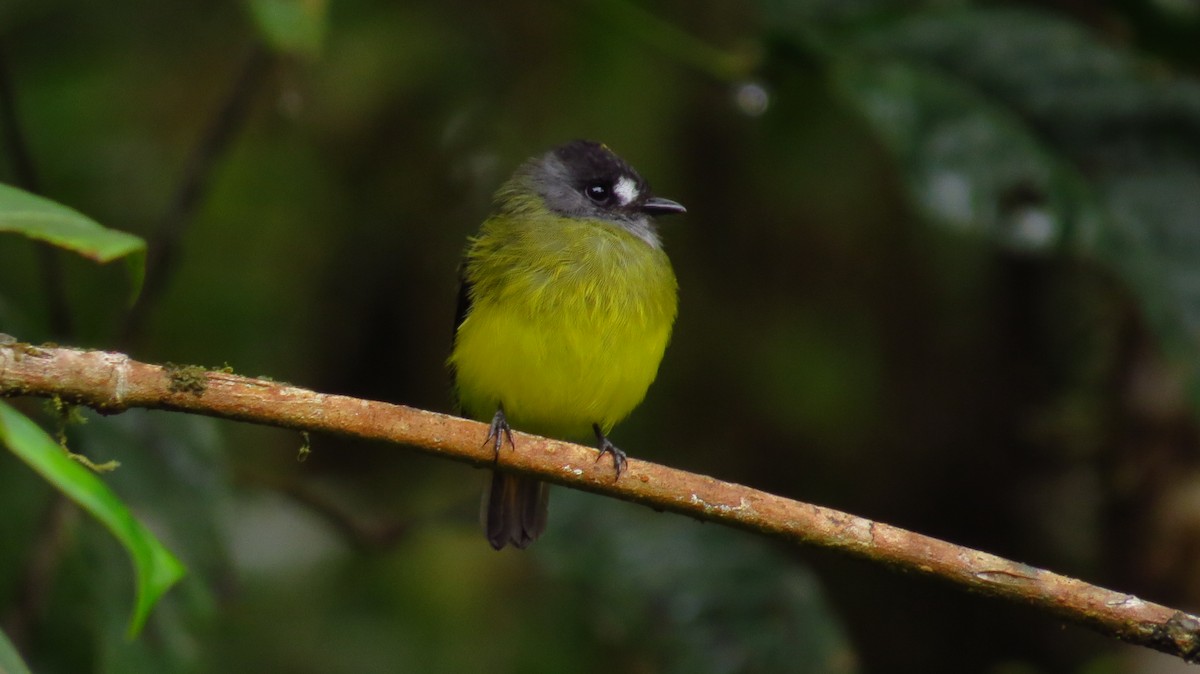 Ornate Flycatcher - ML45133991