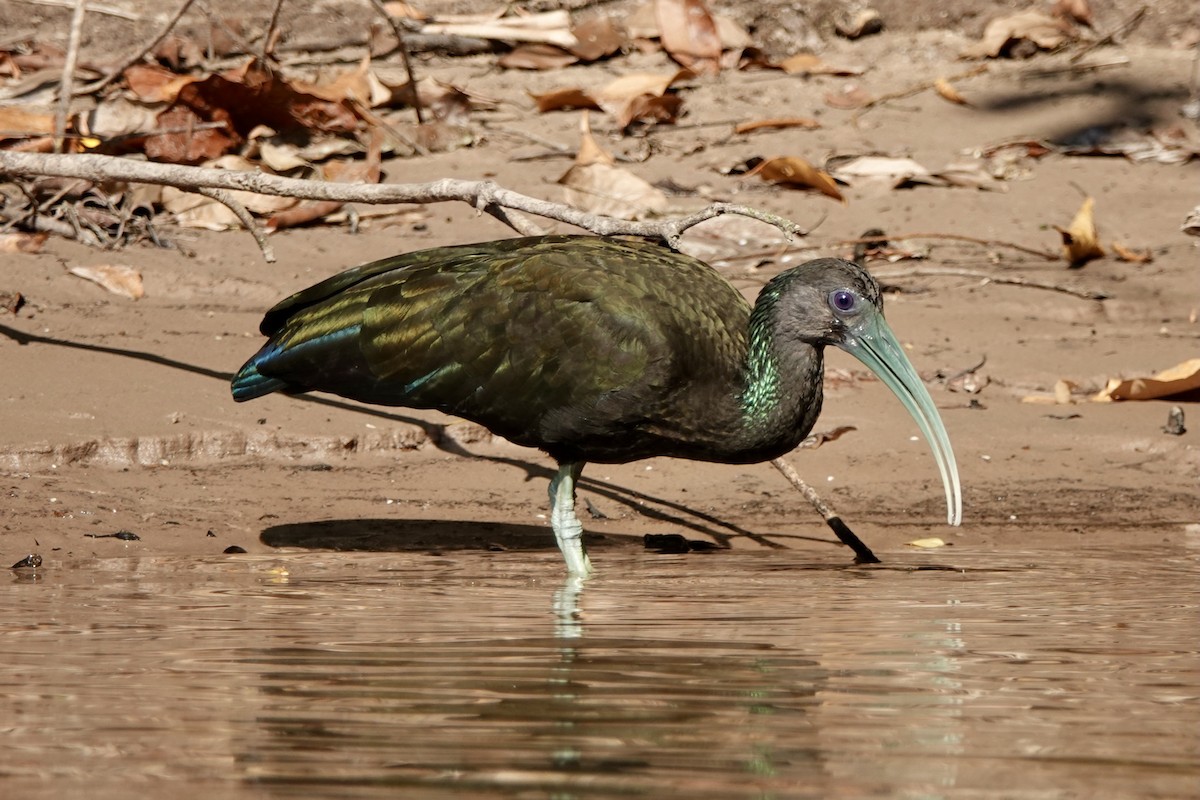 Green Ibis - ML451342061