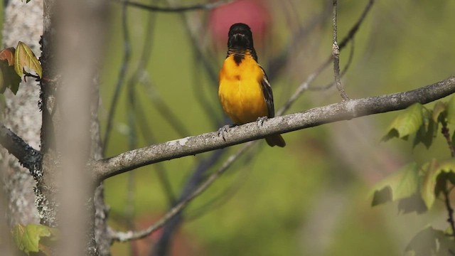 Baltimore Oriole - ML451342571