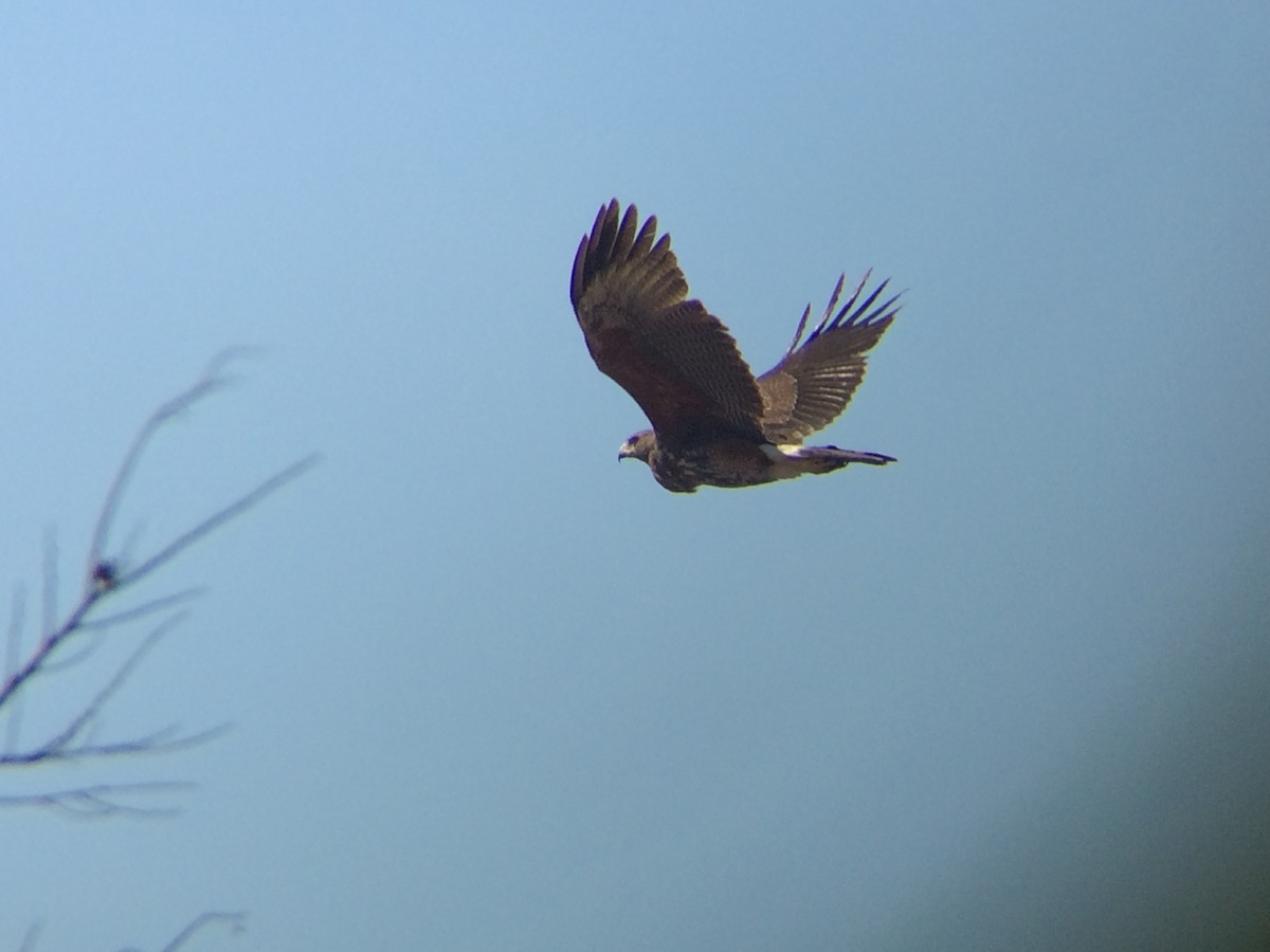 Harris's Hawk - Aaron Boone