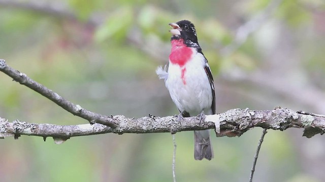Rose-breasted Grosbeak - ML451342681
