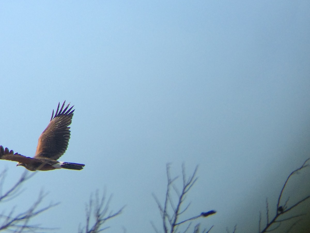 Harris's Hawk - Aaron Boone