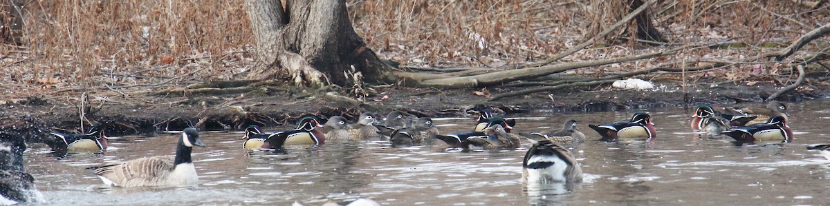 Wood Duck - Barbara Strobino