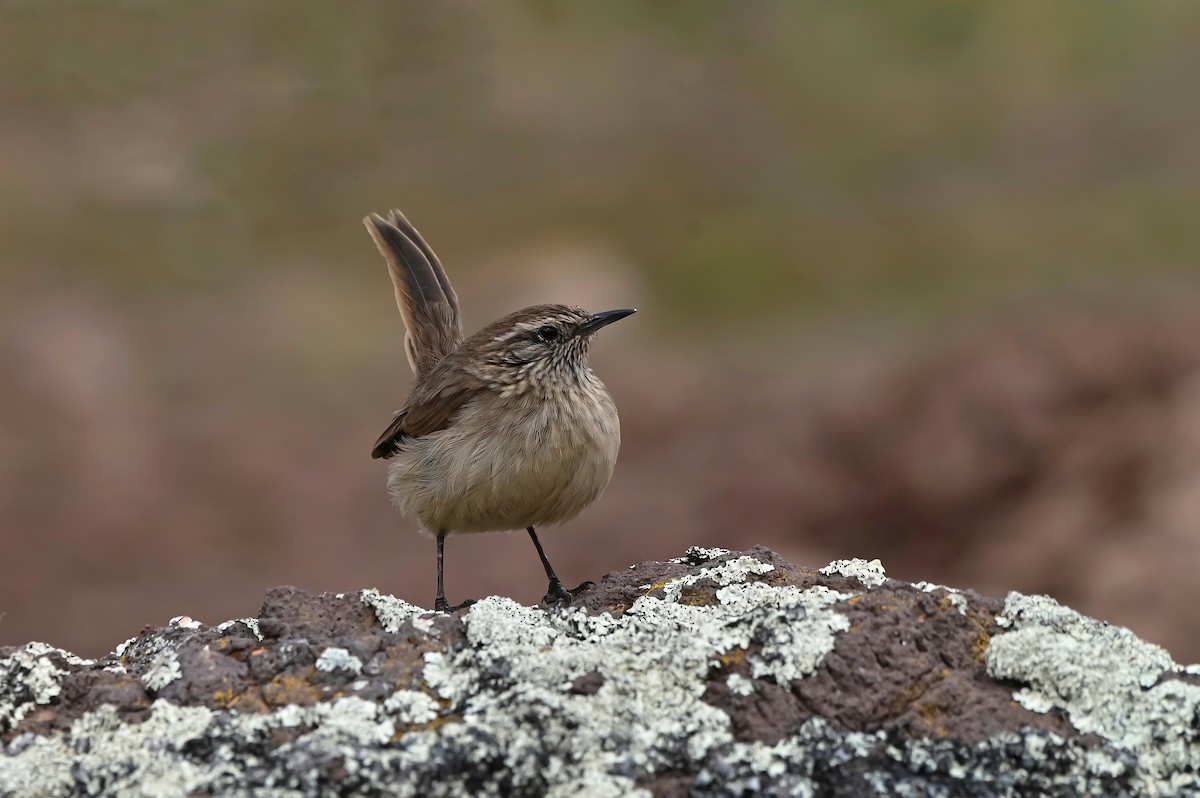 Cordilleran Canastero - ML451344671