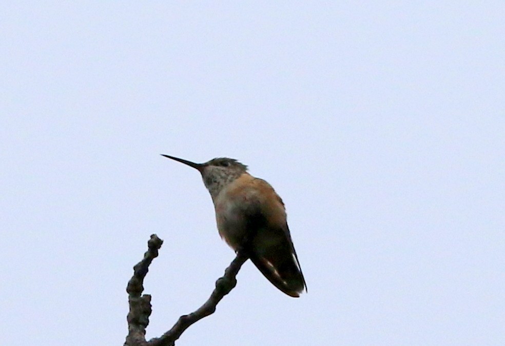 Rufous Hummingbird - Mike Fung