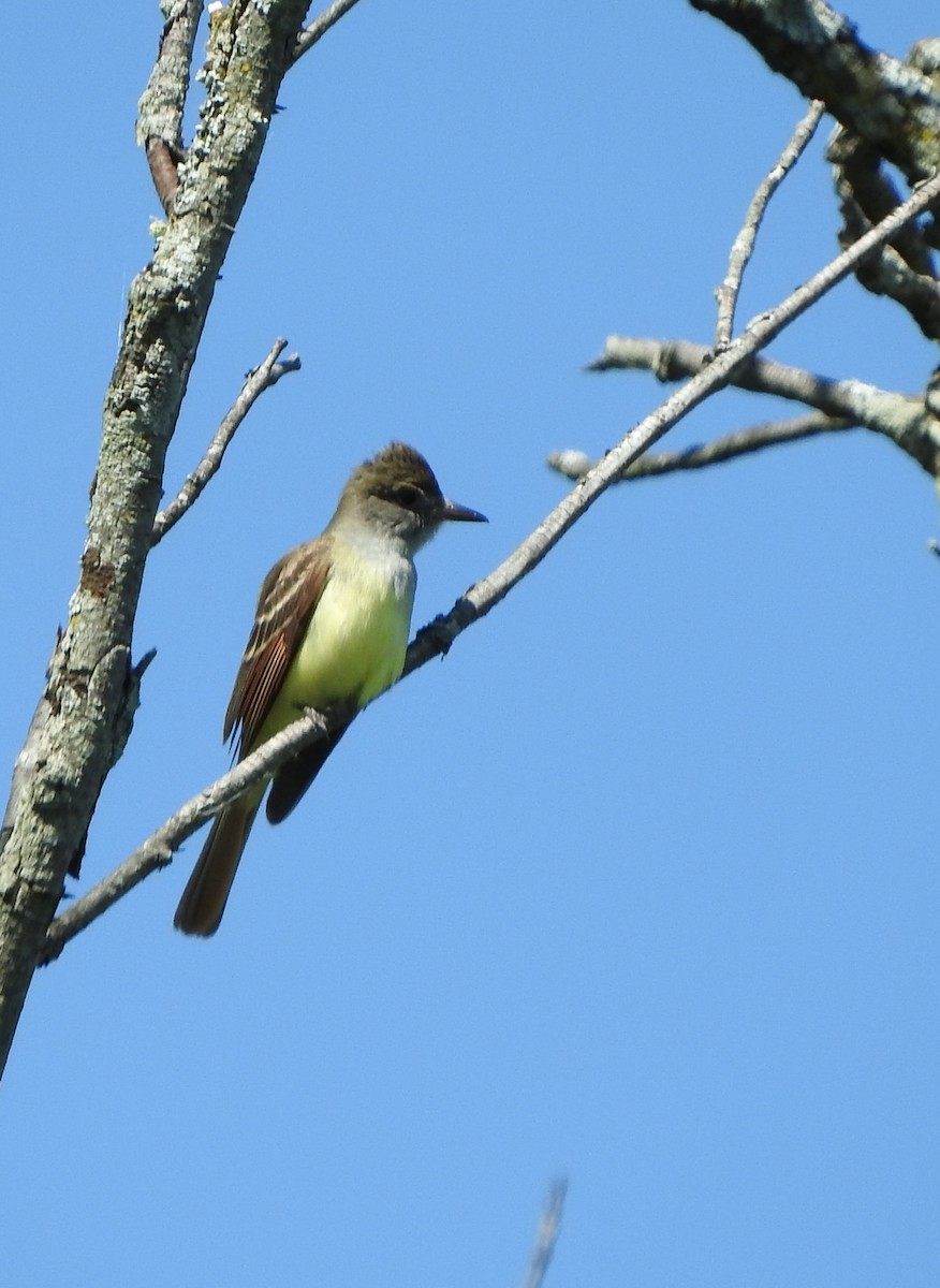 Great Crested Flycatcher - André Doyon