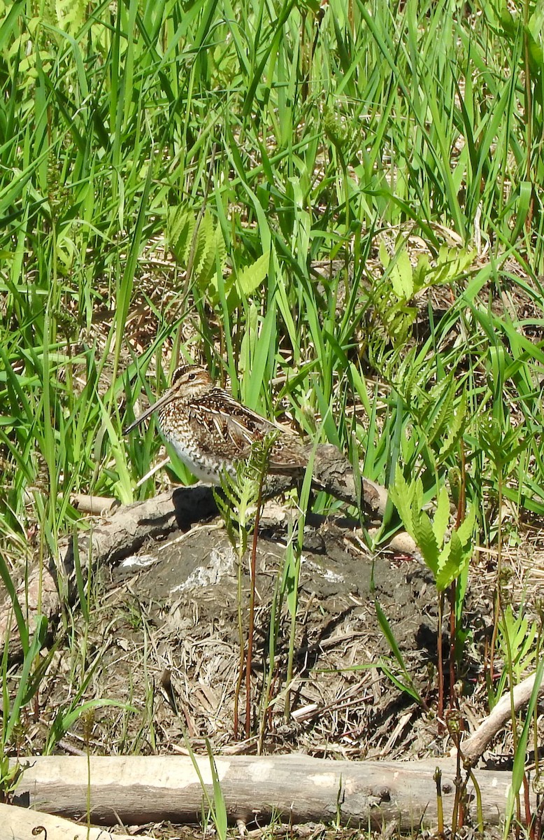 Wilson's Snipe - ML451345271