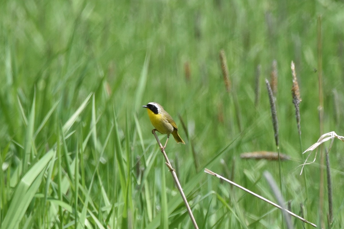 Common Yellowthroat - ML451345391