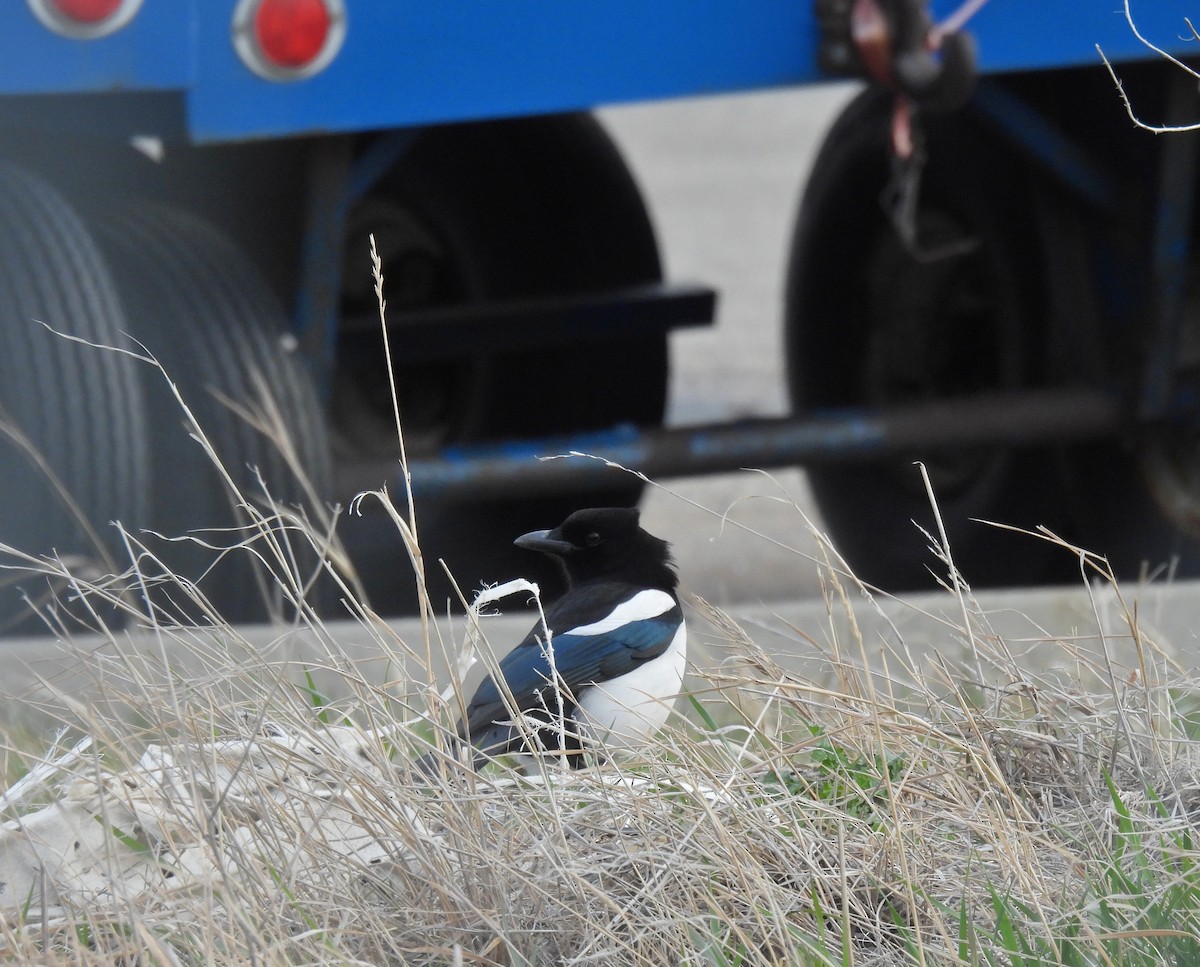 Black-billed Magpie - Jay Solanki