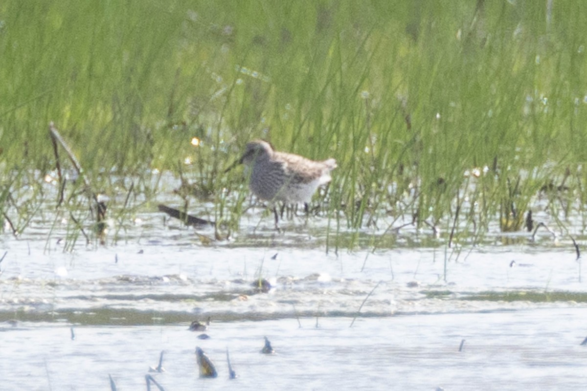 White-rumped Sandpiper - ML451347191