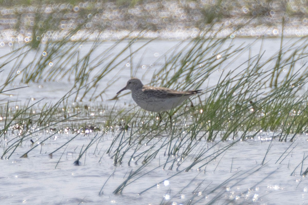 White-rumped Sandpiper - ML451347201