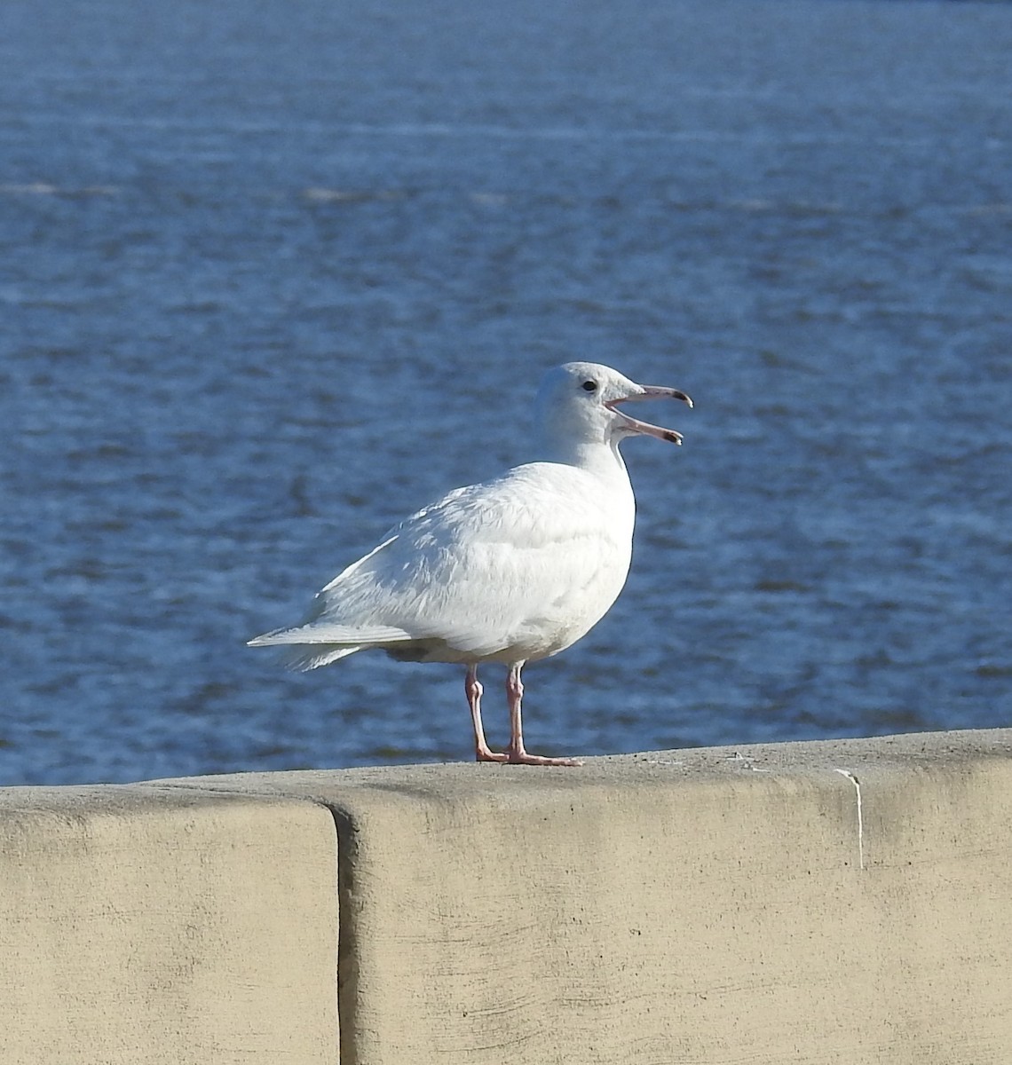 Glaucous Gull - ML451347361