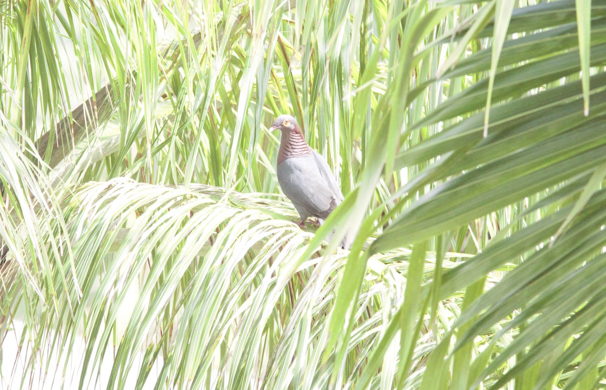 Pigeon à cou rouge - ML451347651