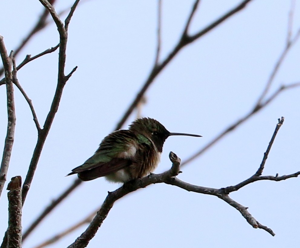 Black-chinned Hummingbird - ML451349961