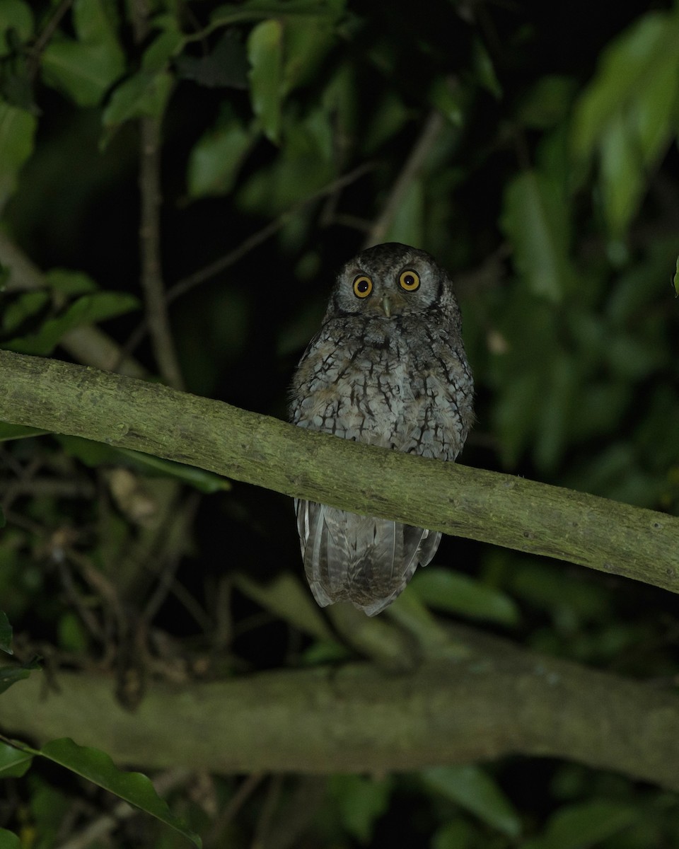 ペルーオオコノハズク - ML451351451