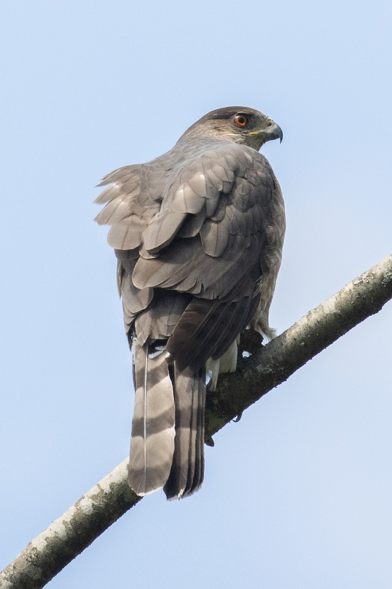 Cooper's Hawk - ML451354061