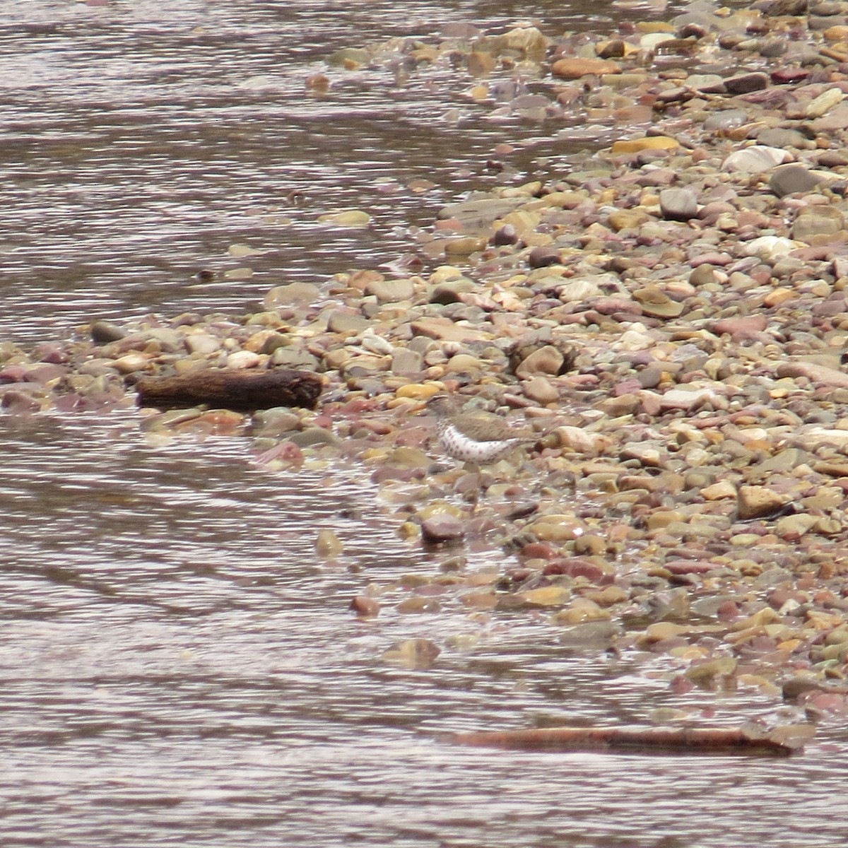 Spotted Sandpiper - ML451354441