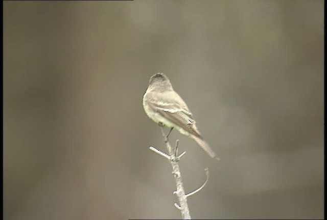 Western/Eastern Wood-Pewee - ML451356