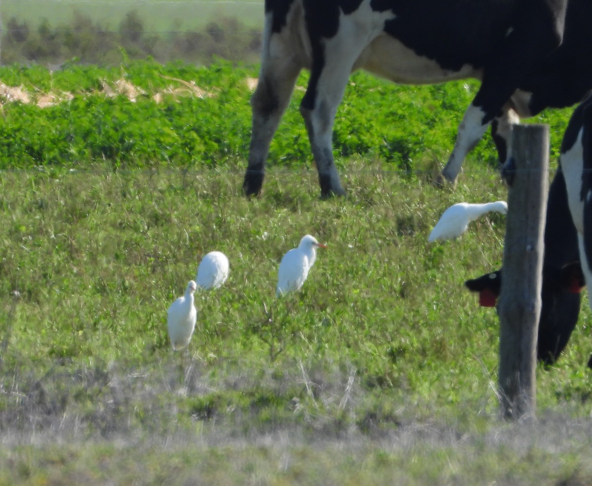 Eastern Cattle Egret - ML451356501